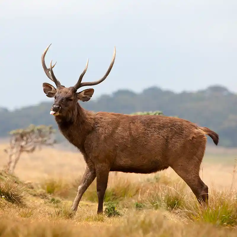 Horton Plains National Park Sri-Lanka