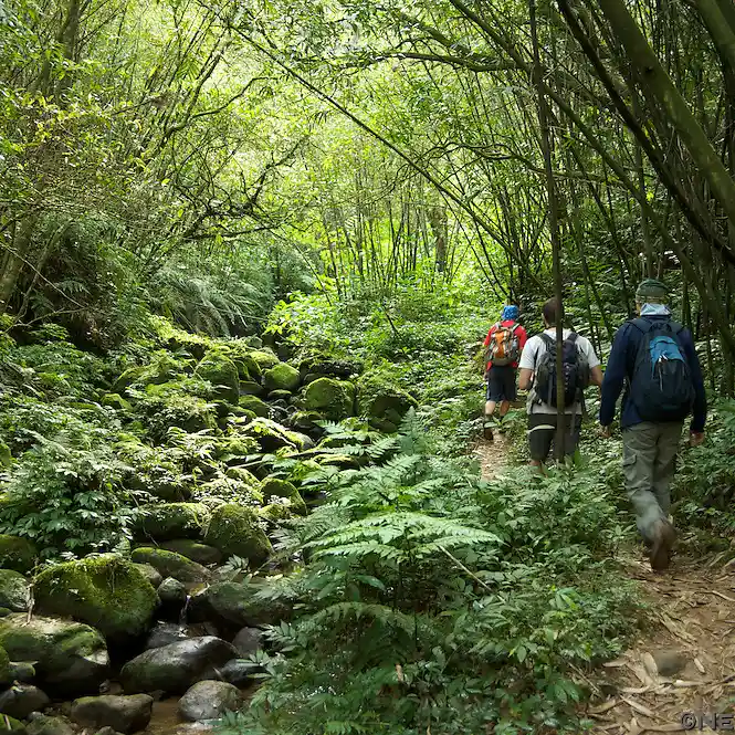 Sinharaja Forest Reserve