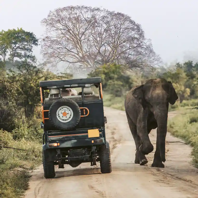 Udawalawe National Park Sri Lanka