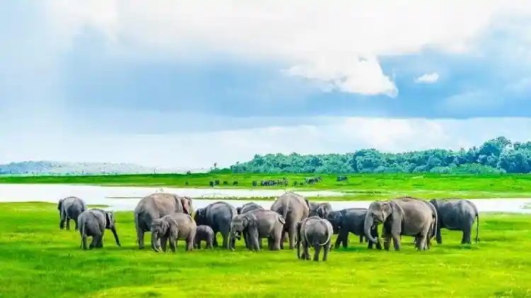 Wildlife Sanctuaries of Sri Lanka